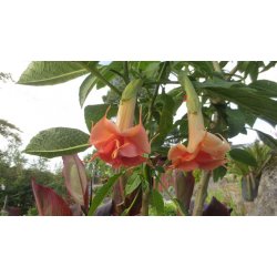 Brugmansia Salmon perfection