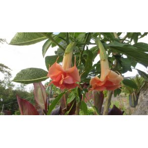 Brugmansia Salmon perfection