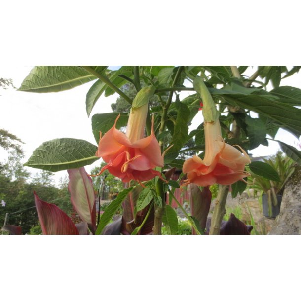 Brugmansia Salmon perfection