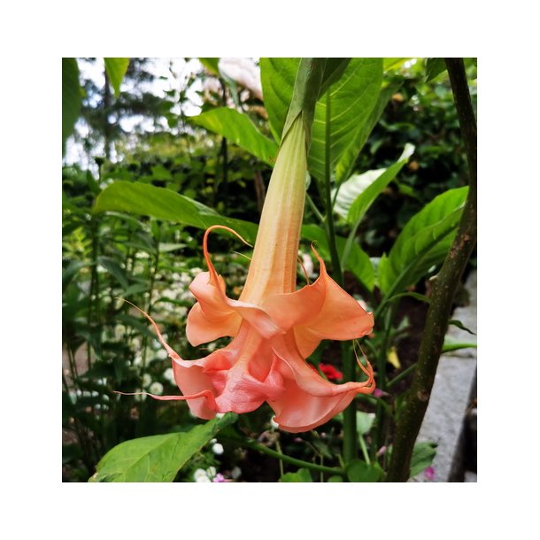 Brugmansia Sommer rose