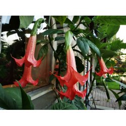 Brugmansia Super spot