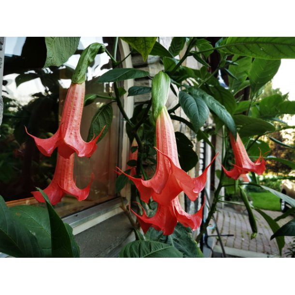 Brugmansia Super spot