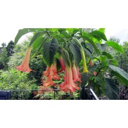 Brugmansia Super spot