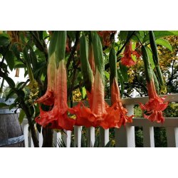 Brugmansia Thea's liebling