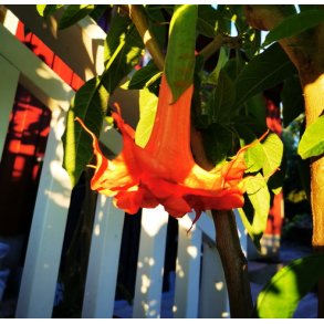 Brugmansia Thea's liebling