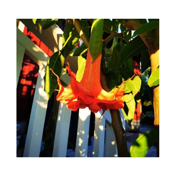 Brugmansia Thea's liebling