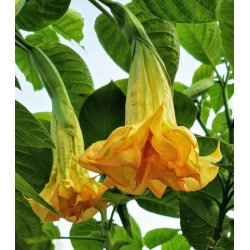 Brugmansia Triple A