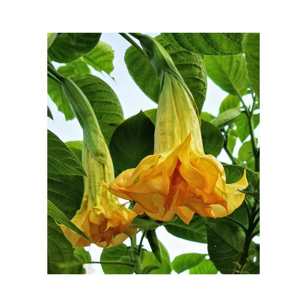Brugmansia Triple A