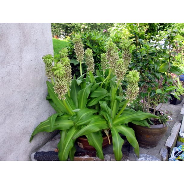 Eucomis bicolor