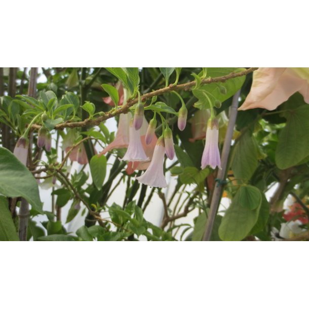 Iochroma Australe hvit