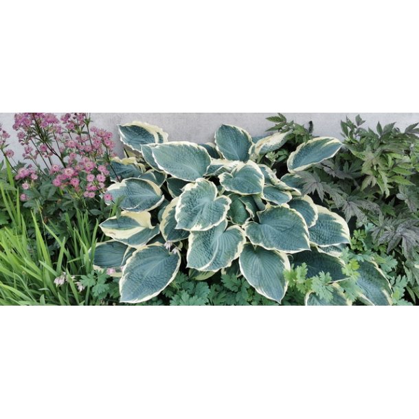 Hosta Nothern exposure