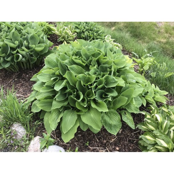 Hosta lys grnn