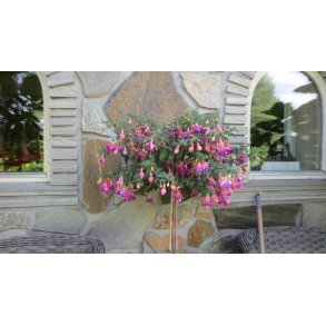 Andre planter 