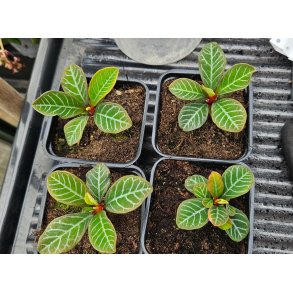 Madagaskars Juvel - Euphorbia leuconeura