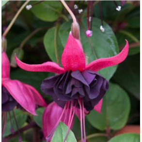 Fuchsia Blacky