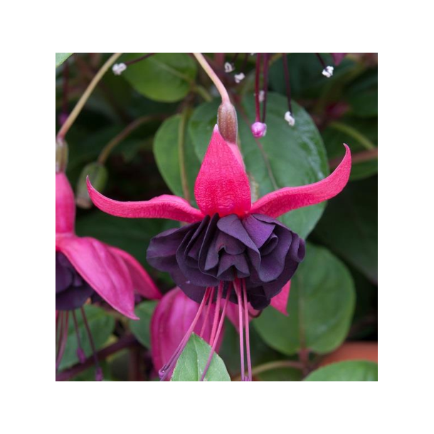 Fuchsia Blacky