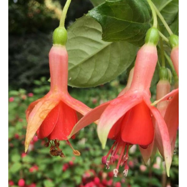 Fuchsia Coachman