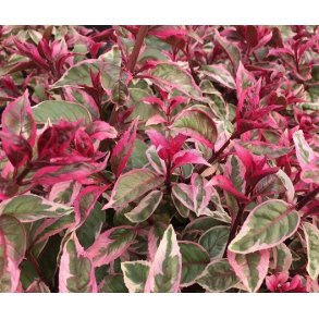 Fuchsia Tom West
