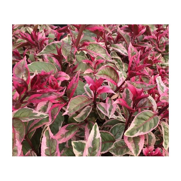 Fuchsia Tom West