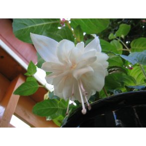 Fuchsia White King