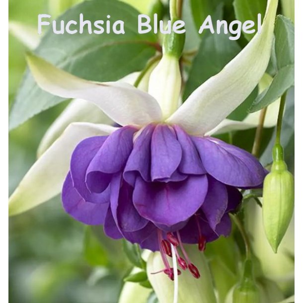Fuchsia Blue Angel
