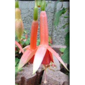 Fuchsia Ruddigore