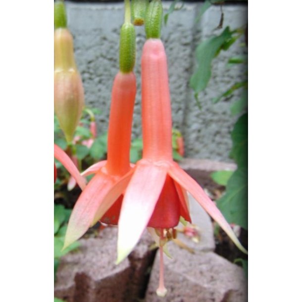 Fuchsia Ruddigore