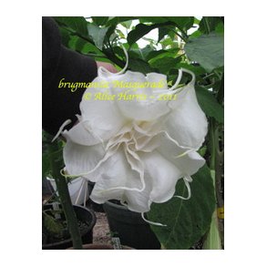 Brugmansia Masquerade