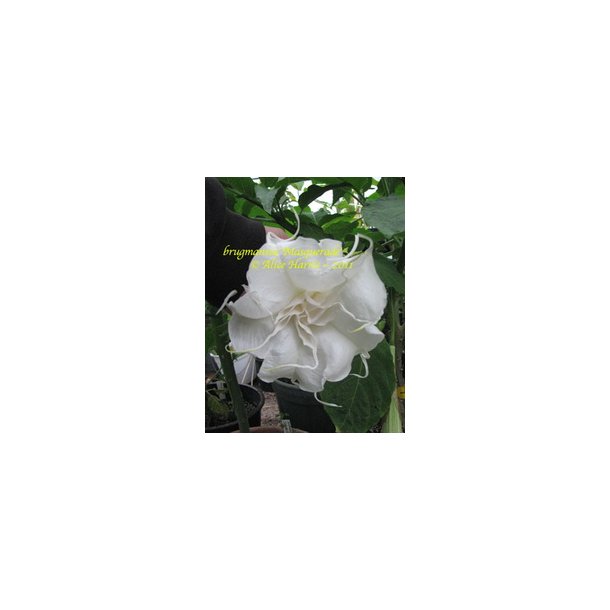 Brugmansia Masquerade
