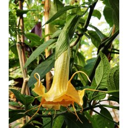 Brugmansia Zuni yellow spider