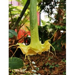 Brugmansia Zuni yellow spider