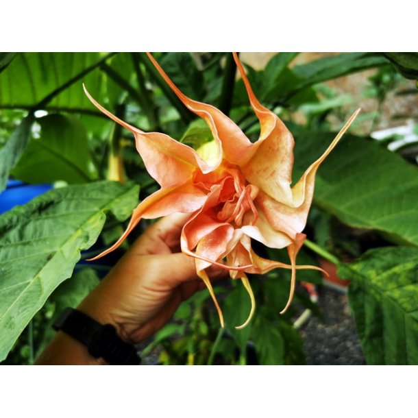 Brugmansia Eternal hope
