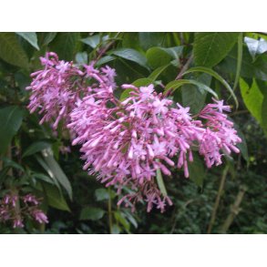 Fuchsia paniculata - Syrinfuchsia