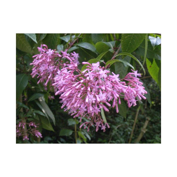 Fuchsia paniculata - Syrinfuchsia